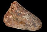 Cretaceous Fossil Crocodile Tooth - Morocco #122470-1